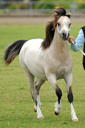 Buckskin roan showing the characteristic spearing of the black points into the forearm